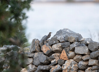 graybird sits on a branch in natural conditions on a summer day