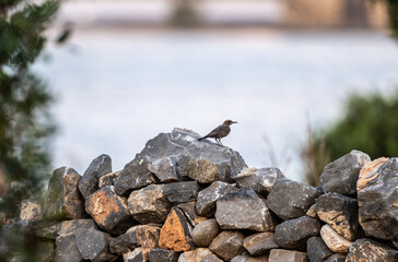 graybird sits on a branch in natural conditions on a summer day