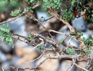 graybird sits on a branch in natural conditions on a summer day