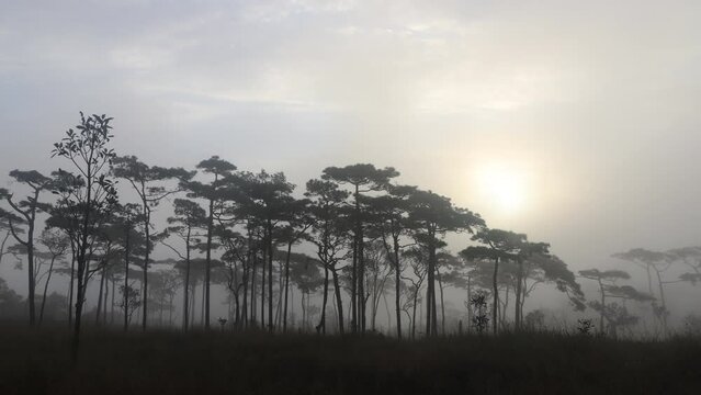 The beauty of the mist on the pine courtyard in the morning