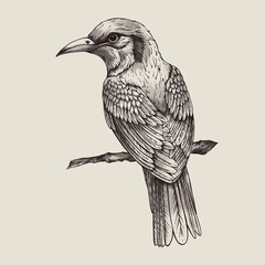 Vintage monochrome tropical fantasy bird, isolated hand drawn birds