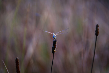 Dragonfly posing on a branch