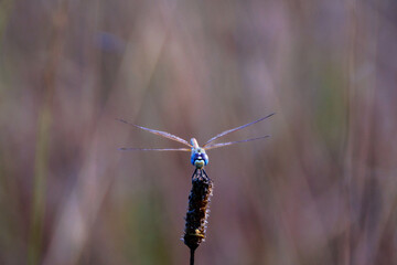 Dragonfly posing on a branch