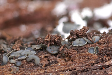 Wild forest closeup macro shots of mushrooms