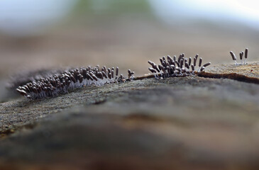 Wild forest closeup macro shots of mushrooms