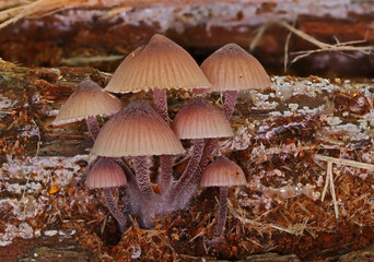 Wild forest closeup macro shots of mushrooms