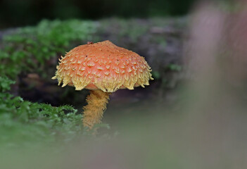 Wild forest closeup macro shots of mushrooms
