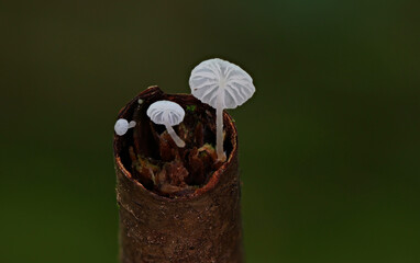 Wild forest mushrooms macro slose up shots
