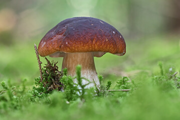 Wild forest closeup macro shots of mushrooms