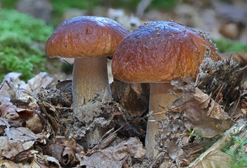 Wild forest closeup macro shots of mushrooms