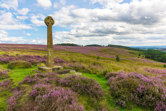 A Millennium Cross, erected by local residents to mark Year 2000 above Rosedale, North Yorkshire Moors, UK, in summer time when the heather is purple and in full bloom.  Copy space.  Horizontal