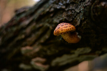 Beautiful yellow mushroom grown on a tree trunk. Pholiota squarrosa fungus with restricted edibility on a beech