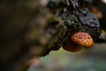 Beautiful yellow mushroom grown on a tree trunk. Pholiota squarrosa fungus with restricted edibility on a beech