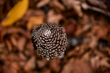 Coprinopsis picacea fungus in the forest. A black wild mushroom with white dots called Magpie Inkap