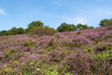 Fototapeta na wymiar View over the flowering heath near Neu Bamberg/Germany in Rhineland-Palatinate