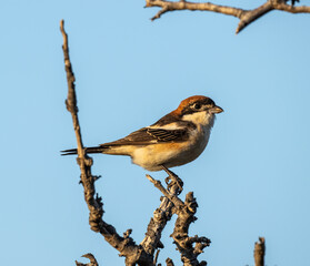 red-headed shrike sits on a green branch in natural conditions on a summer day