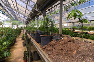 Greenhouse with a variety of green plants, bushes