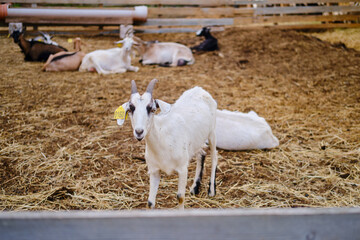 The sad goat gazes through the fence of the grazing pen, longing for freedom and companionship.