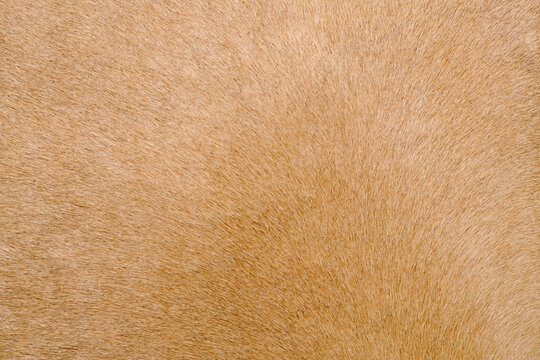 Horse fur skin background, texture of brown horse hair