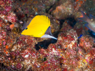 Obraz premium 美しいフエヤッコダイ（チョウチョウウオ科）。日本国静岡県伊豆半島賀茂郡南伊豆町中木から渡し船で渡るヒリゾ浜にて。 2023年8月19日水中撮影。 