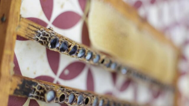 Extraction of royal jelly from bee queen cells with a wooden spoon vertical 4k video. Royal jelly production background footage.