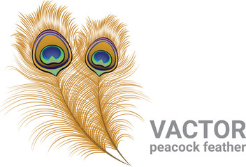 peacock feather illustration