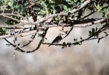 common wheatear sits on a branch in natural conditions on a summer day