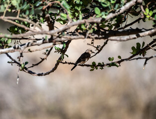 common wheatear sits on a branch in natural conditions on a summer day