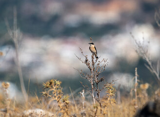 common wheatear sits on a branch in natural conditions on a summer day