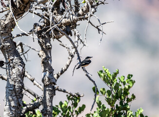common wheatear sits on a branch in natural conditions on a summer day
