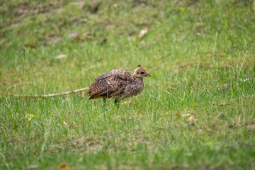 Baby peacock outside on the lawn.