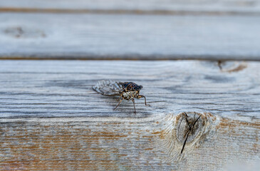 a large gray cicada hiding from the sun in natural conditions on a summer day