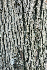 Texture of a tree bark