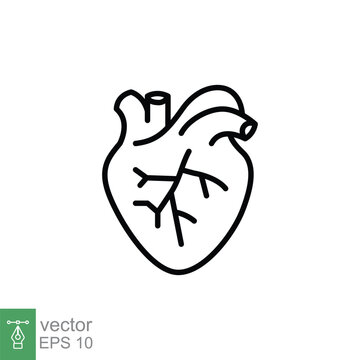 Human heart icon. Simple outline style. Internal organ, real, cardiology, cardiac anatomy, medical concept. Thin line symbol. Vector illustration isolated on white background. EPS 10.