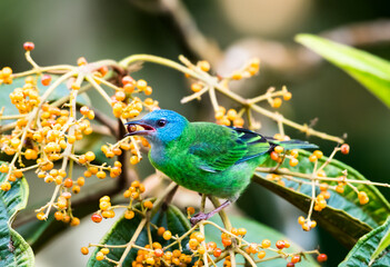 Blue Dacnis, (Dacnis cayana), eating orange berries in a Miconia tree in the forest of Trinidad