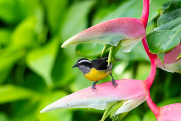 Cute little bird on a tropical pink heliconia flower in a pollinator garden