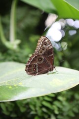 Mariposa azul negro y marrón Helenor blue morpho