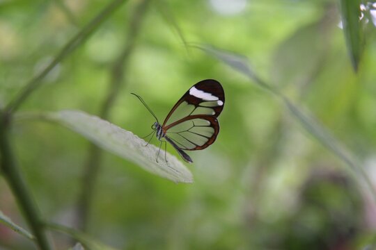 Mariposa transparente rojo y blanco Oleria paula