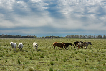 Naklejka na ściany i meble Herd of horses in the coutryside, La Pampa province, Patagonia, Argentina.