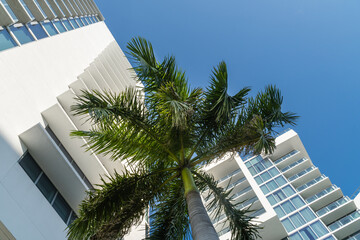 Beautiful tropical cityscape with modern architecture and palm trees view looking up.	