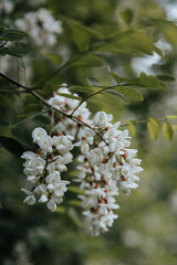 tree blossom, acacia blossom, the tree is blooming