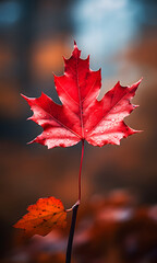Red maple leaf, minimalistic autumn foliage  beauty concept