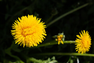 dandelion, yellow flower, wildflowers, spring flowers, bouquet of dandelions