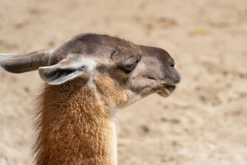 Fototapeta premium Guanaco (Lama guanicoe) head in the sun on a sandy background