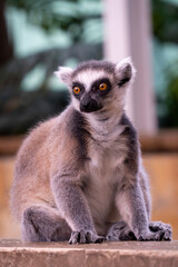 A ring-tailed lemur (Lemur catta) sitting and watching