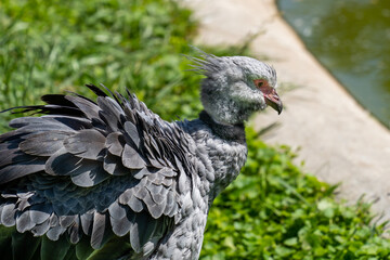 Gray feathered southern screamer (Chauna torquata) looking in the grass