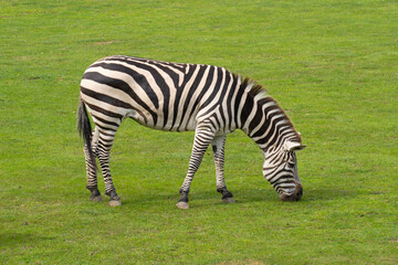 Fototapeta na wymiar Zebra (Hippotigris) in green grass