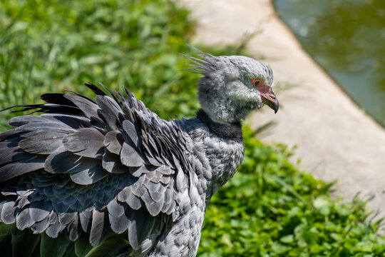 Gray feathered southern screamer (Chauna torquata) looking in the grass