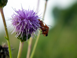 owady na kwiatku © Rosar82