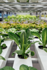 Environmentally friendly salad cultivation. Hydroponics in the room. Salads are grown in PVC pipes with useful minerals